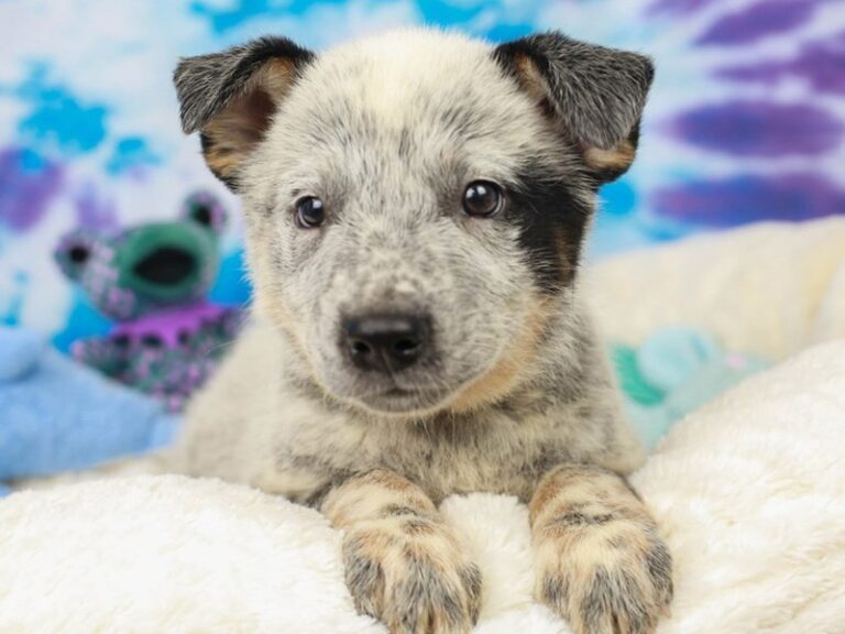 Blue Heeler