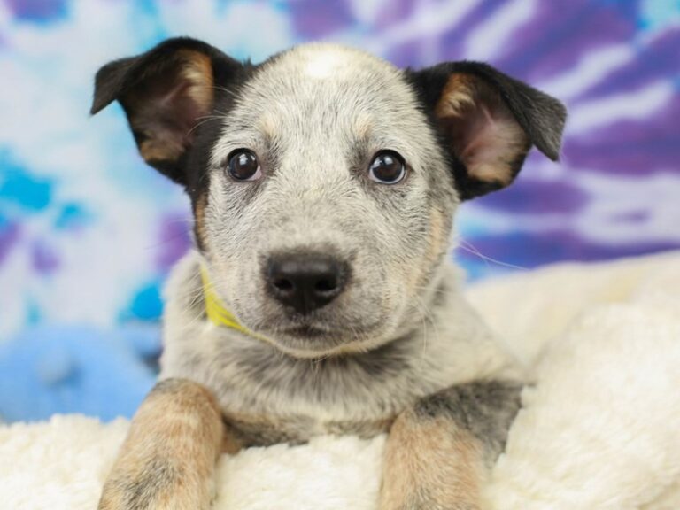 Blue Heeler