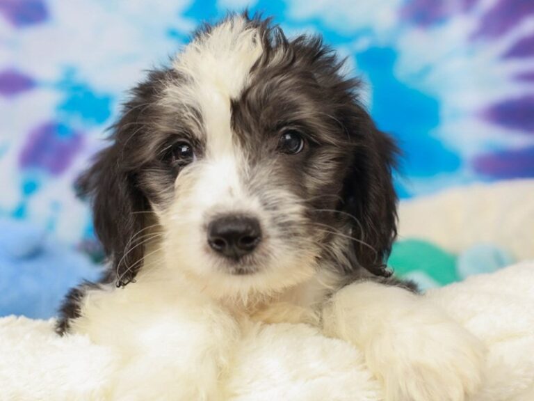 Mini Sheepadoodle