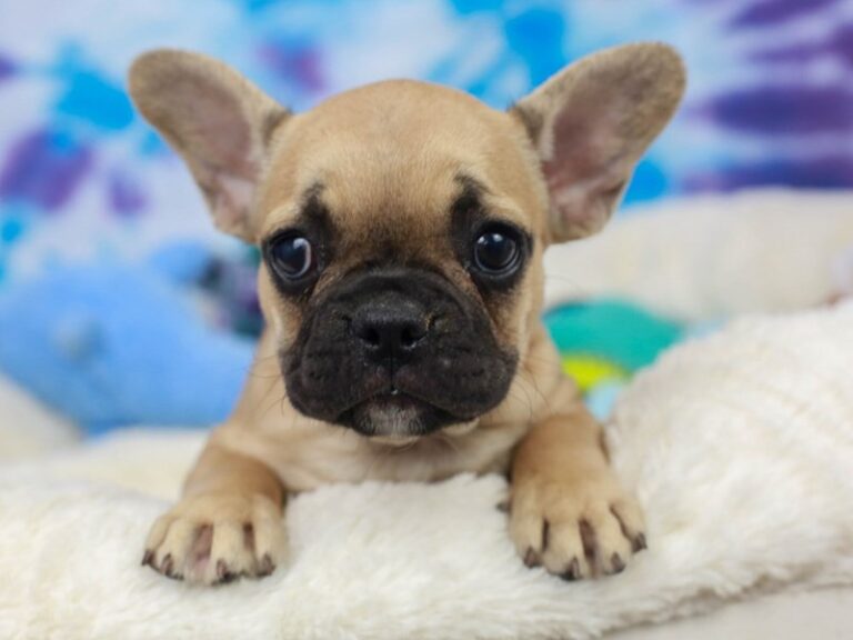 French Bulldog