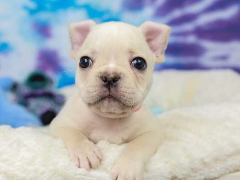French Bulldog