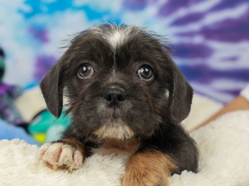 Bull Shih-Female--2803944-Animal Kingdom | Puppies N Love