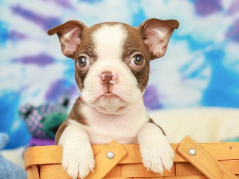 Boston Terrier