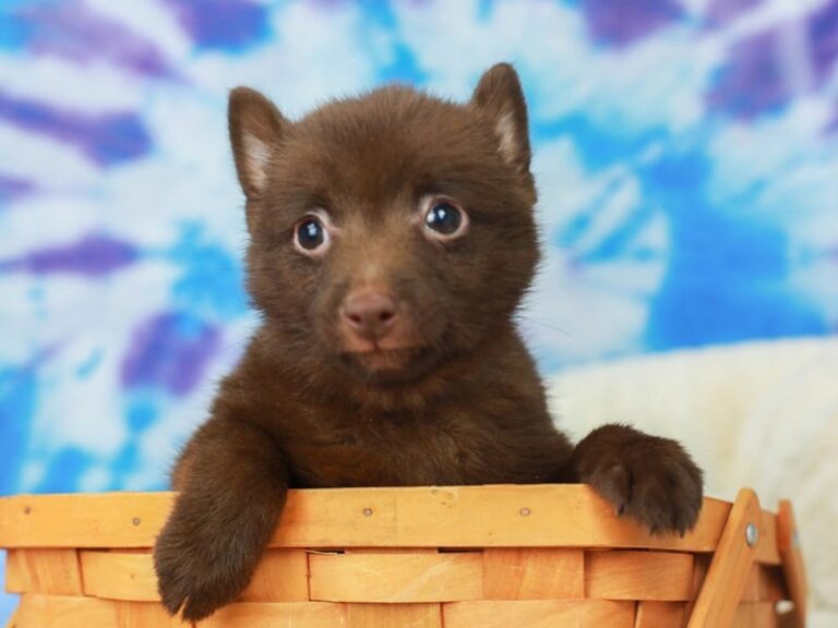 Schipperke