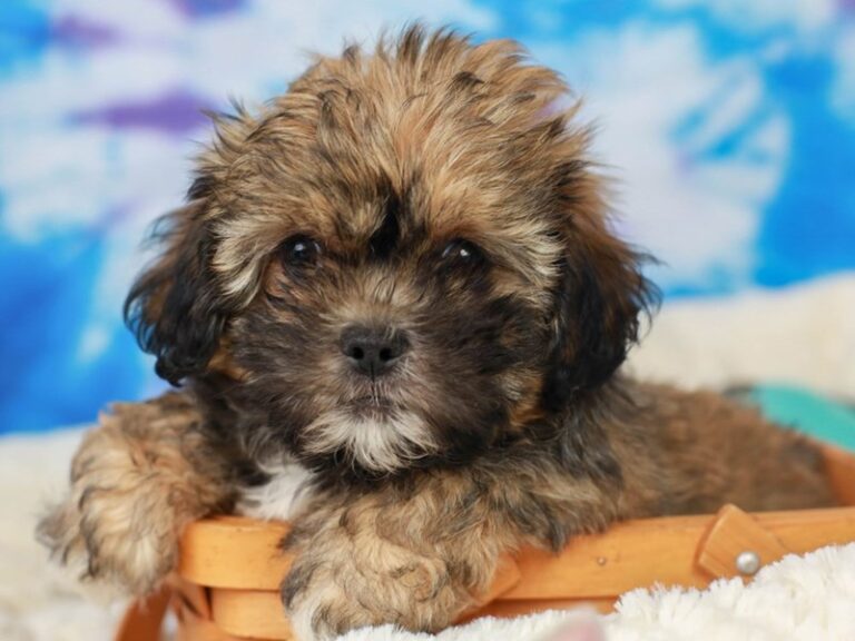 Lhasa Poo