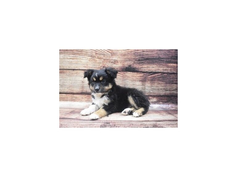 Miniature American Shepherd