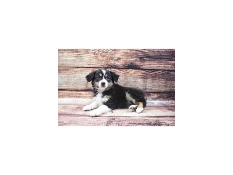 Miniature American Shepherd