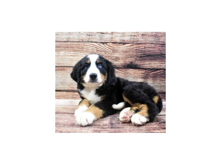 Bernese Mountain Dog
