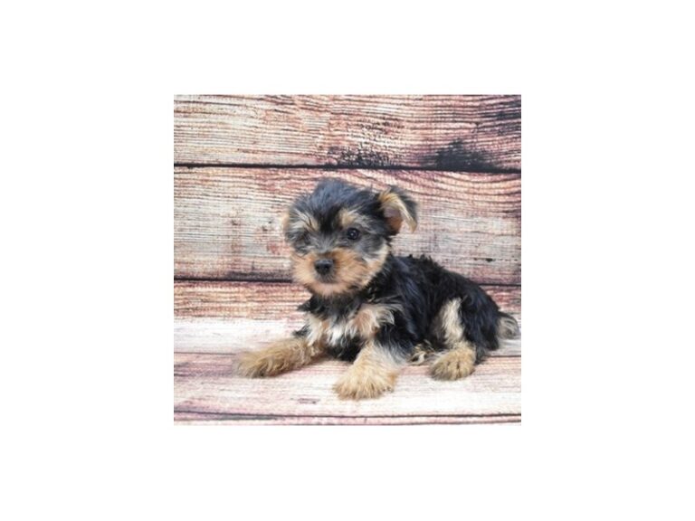 Yorkshire Terrier
