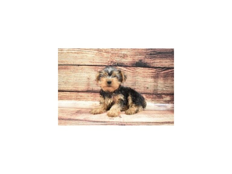 Yorkshire Terrier