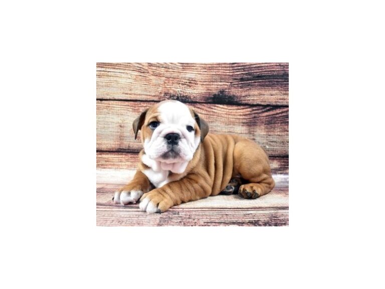 English Bulldog