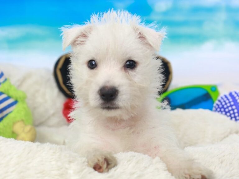 West Highland Terrier