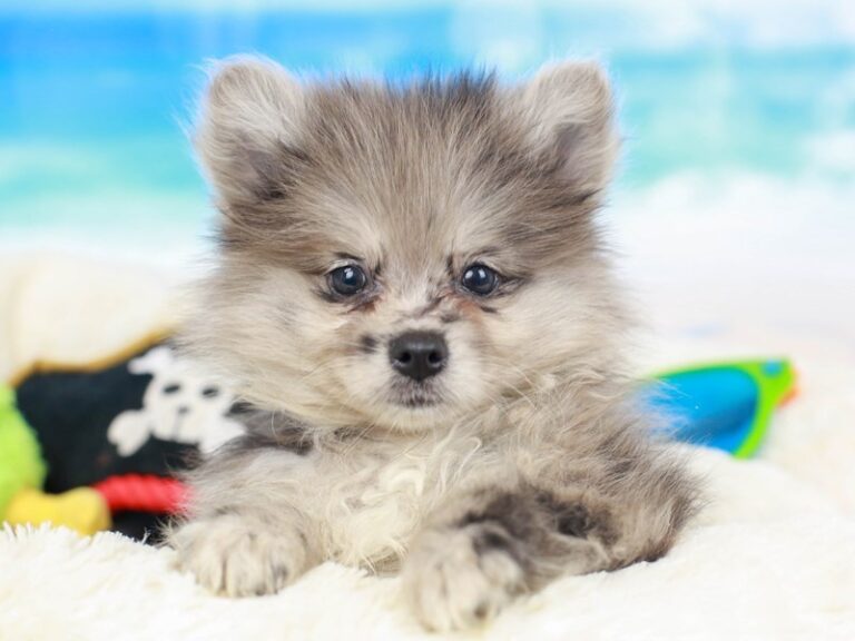 Pomeranian