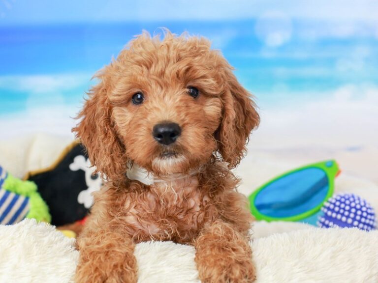 Mini Goldendoodle