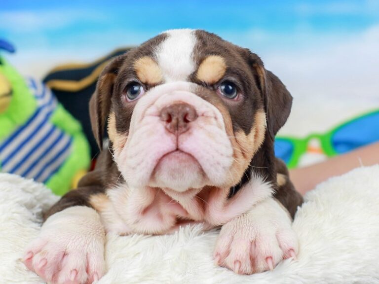 English Bulldog