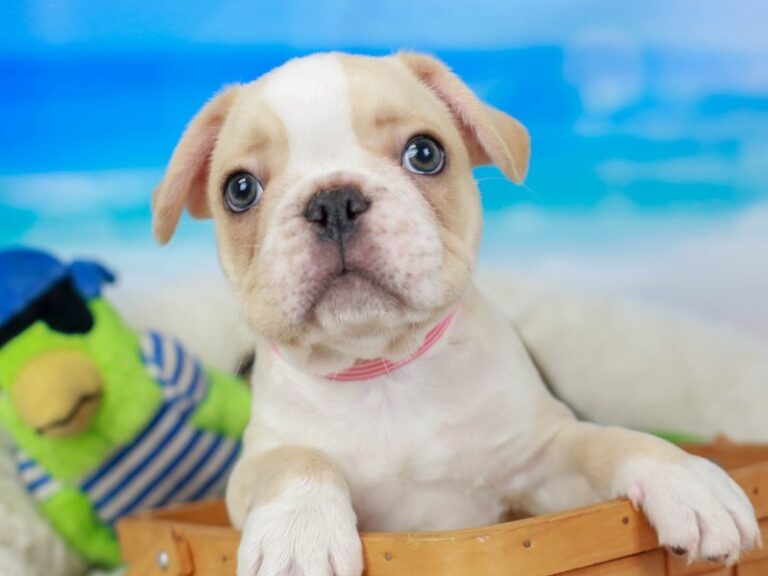 French Bulldog