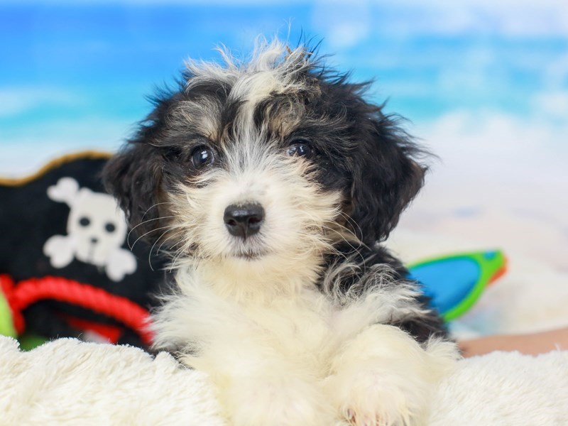 Aussie Ton-Female--2810759-Animal Kingdom | Puppies N Love