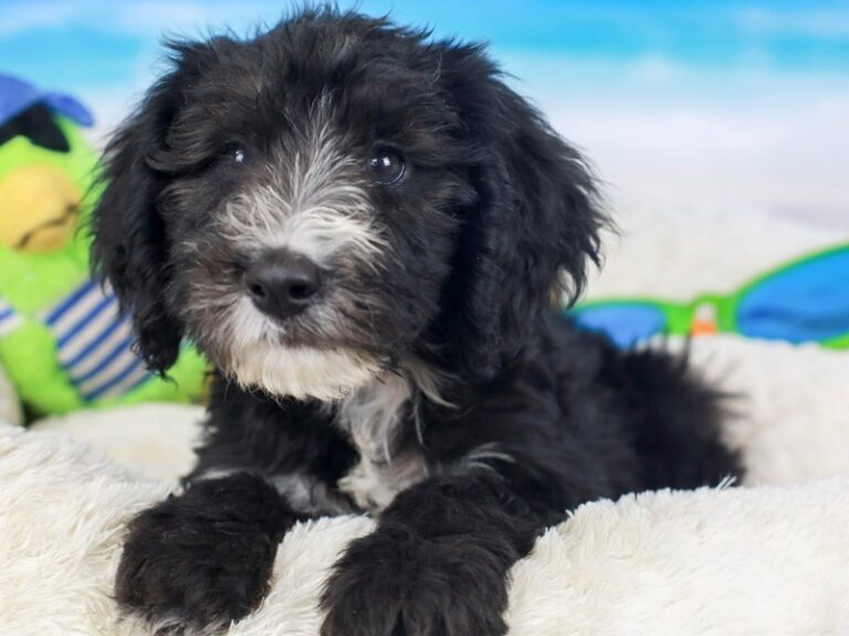 Sheepadoodle