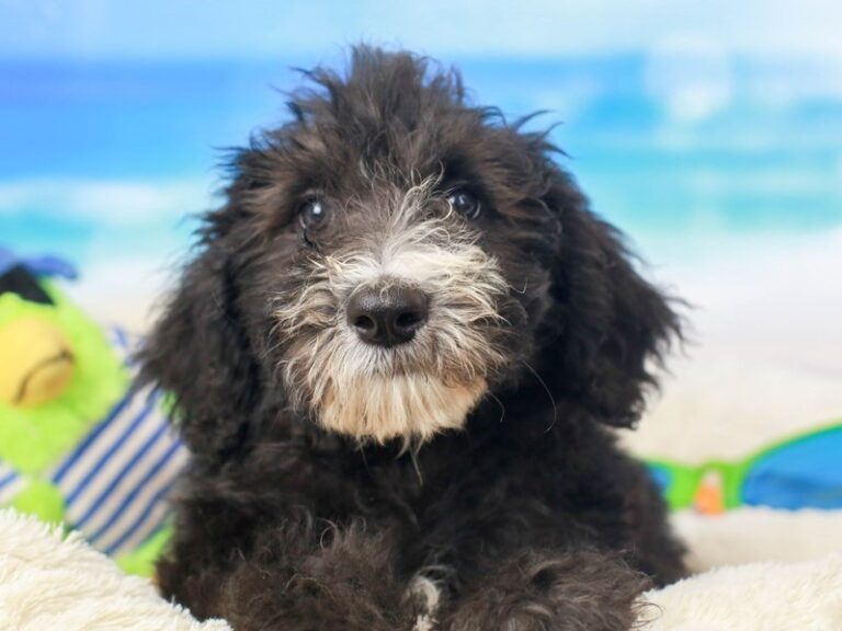 Sheepadoodle