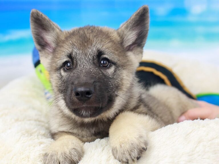 Norwegian Elkhound