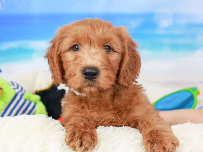 Mini Goldendoodle