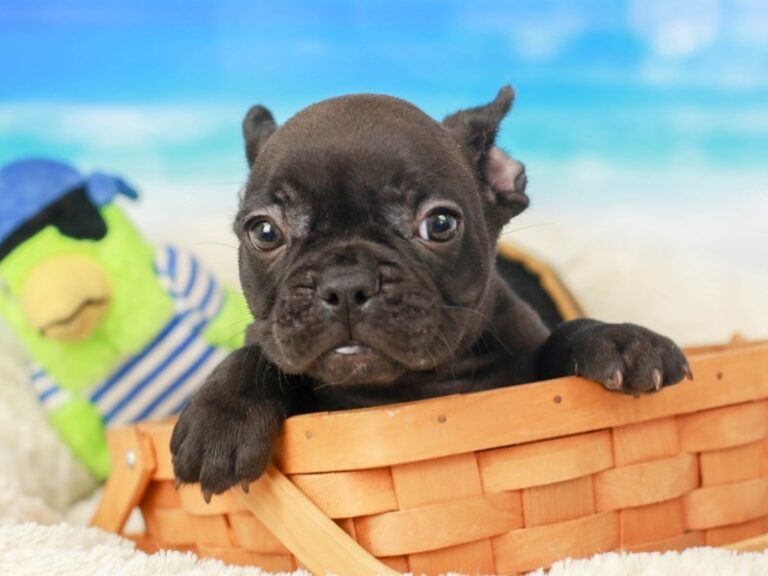 French Bulldog