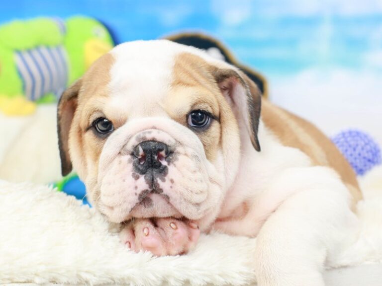 English Bulldog