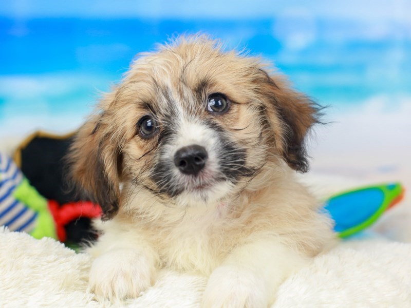 Aussie Ton-Female--2810760-Animal Kingdom | Puppies N Love