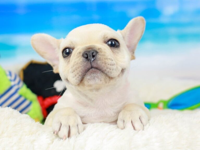 French Bulldog