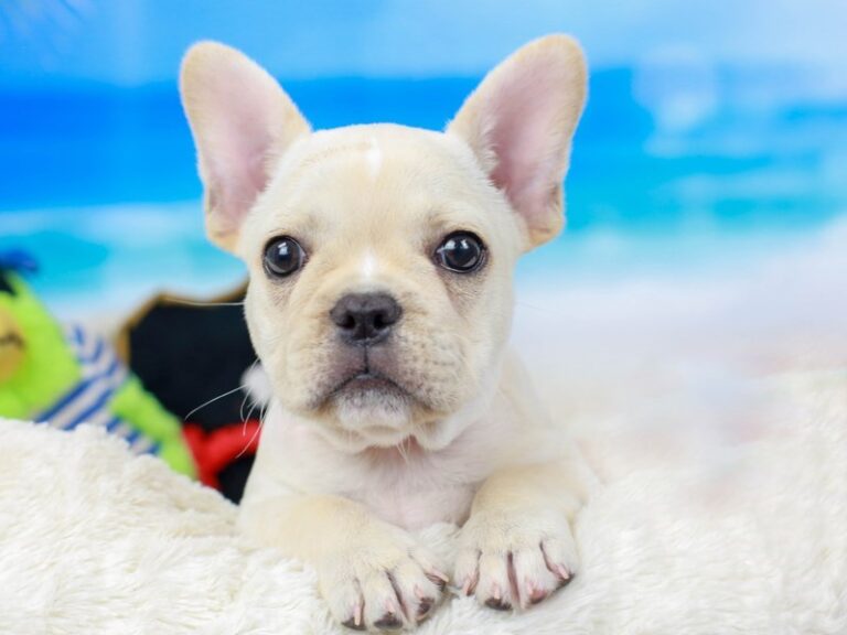French Bulldog