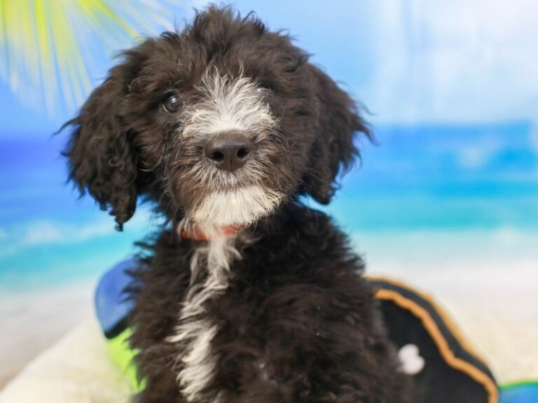 Sheepadoodle