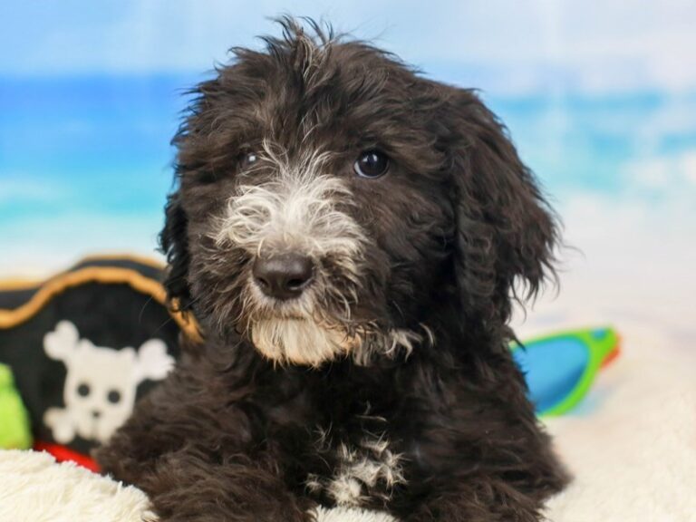 Sheepadoodle