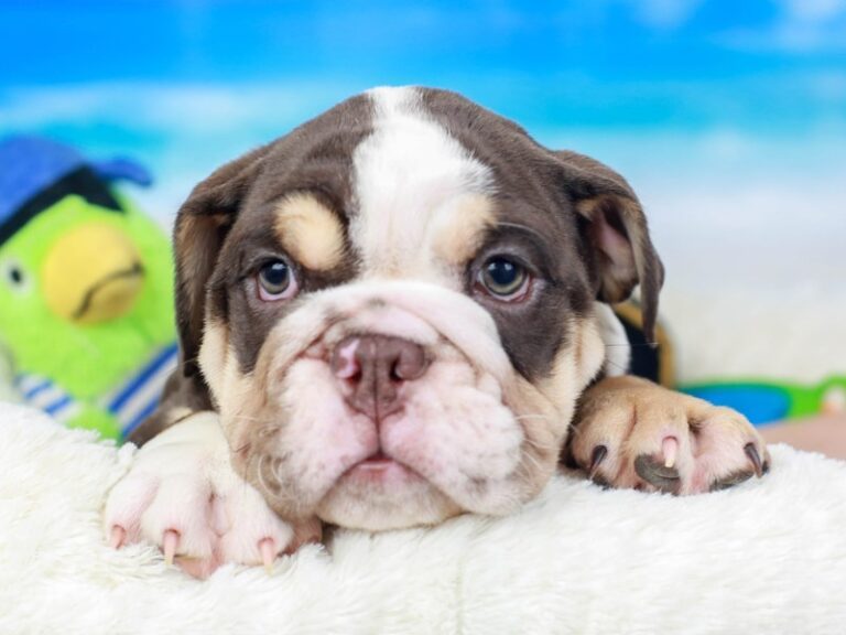 English Bulldog