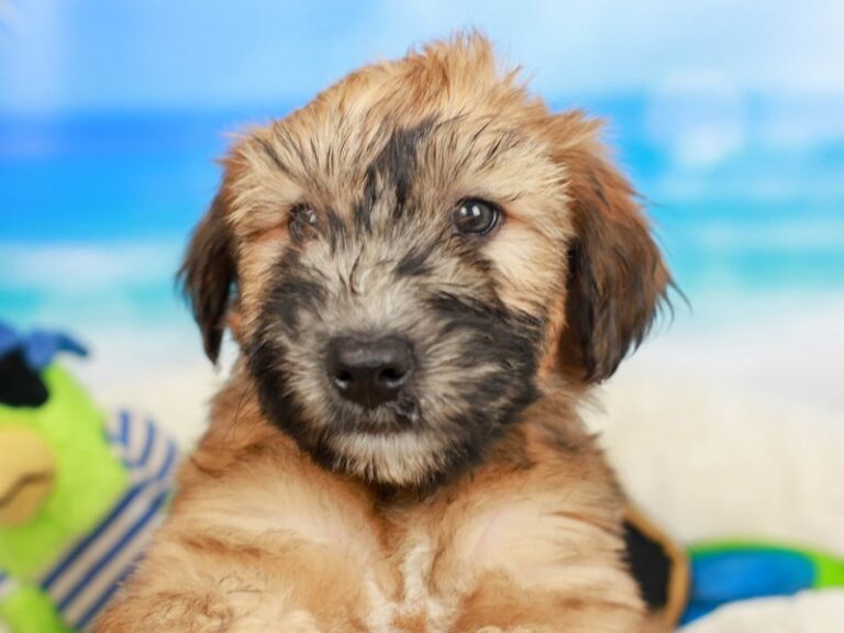 Soft Coated Wheaten Terrier