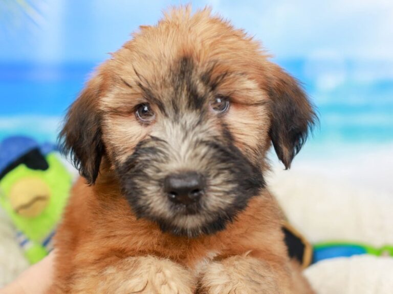 Soft Coated Wheaten Terrier