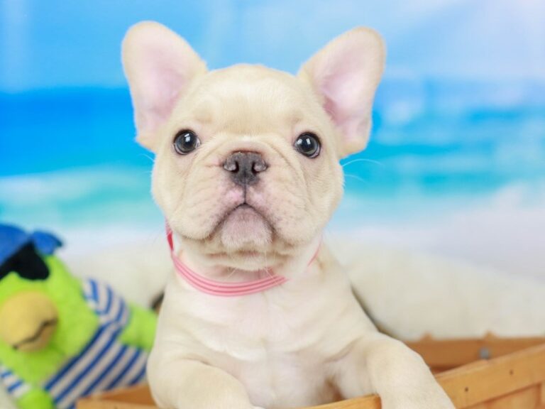 French Bulldog