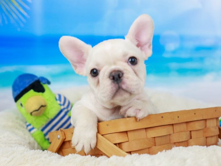 French Bulldog