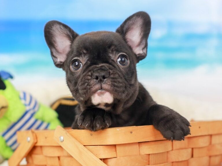 French Bulldog
