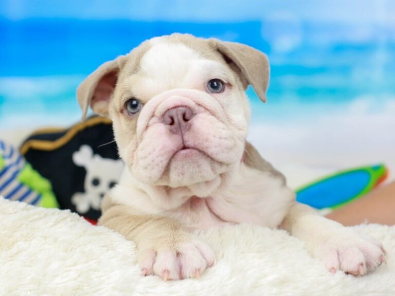 English Bulldog