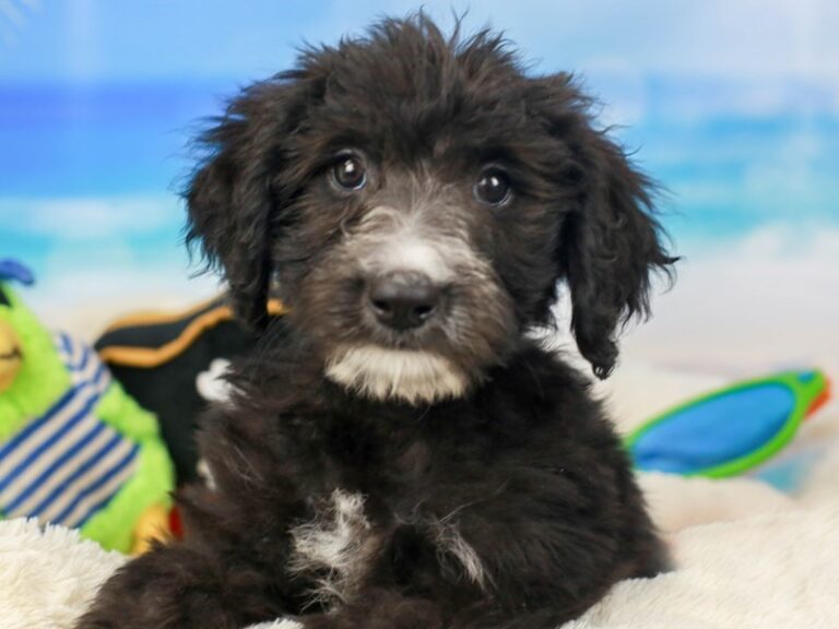 Sheepadoodle