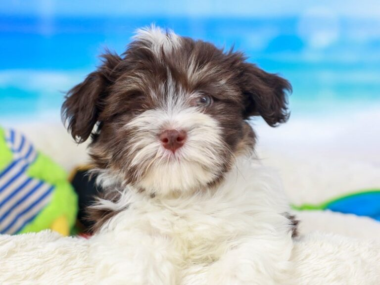 Havanese
