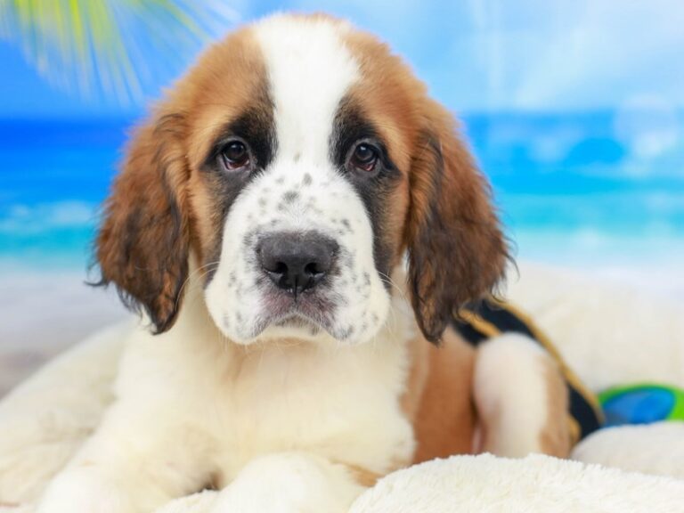 Saint Bernard