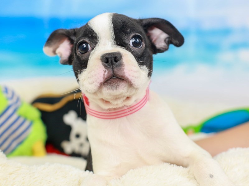 Frenchton-Female--2811394-Animal Kingdom | Puppies N Love