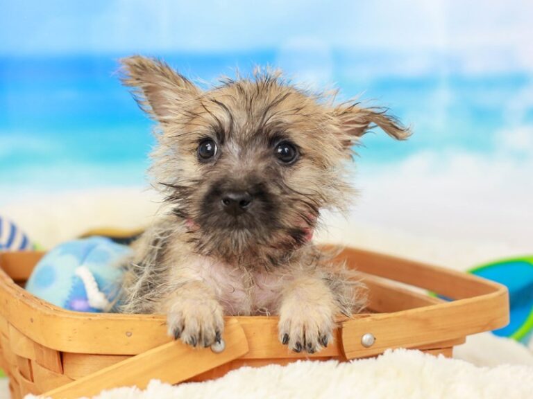 Cairn Terrier