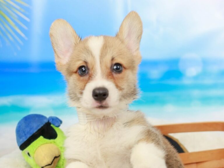 Pembroke Welsh Corgi