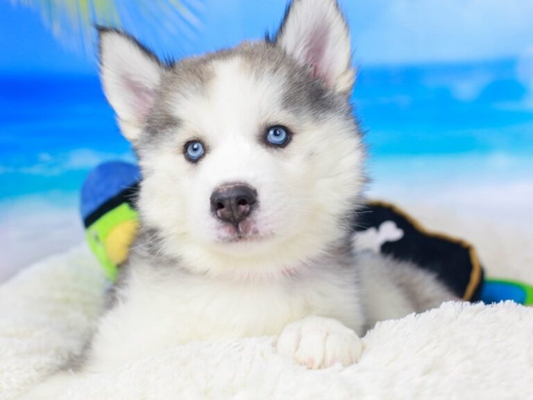 Siberian Husky
