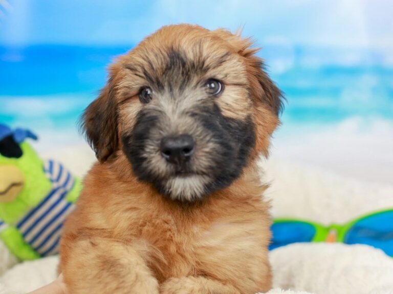 Soft Coated Wheaten Terrier