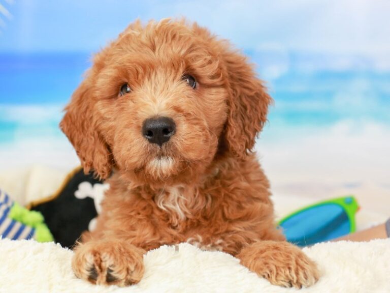 Mini Goldendoodle