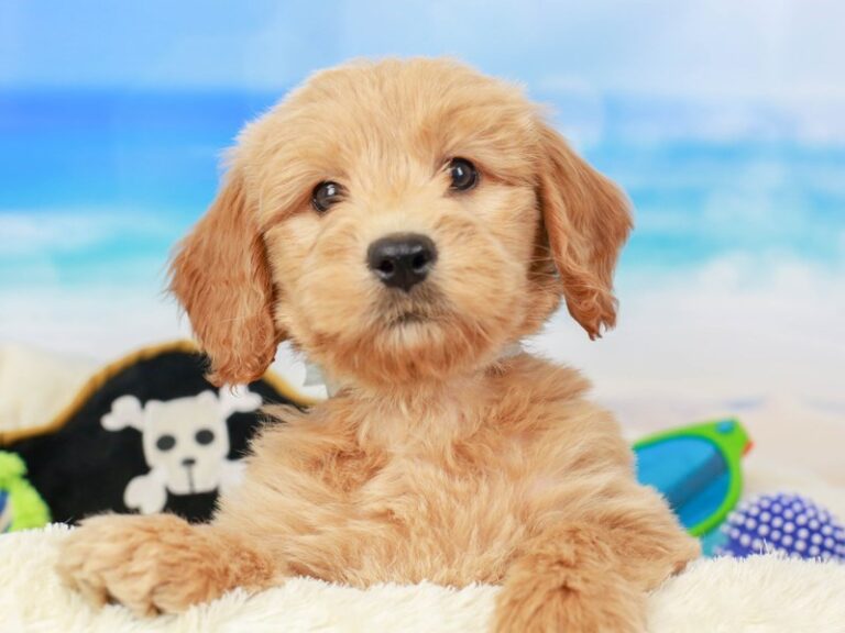Mini Goldendoodle