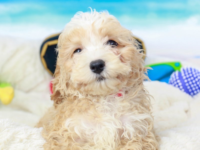 Cocka Poo-Male--2810508-Animal Kingdom | Puppies N Love